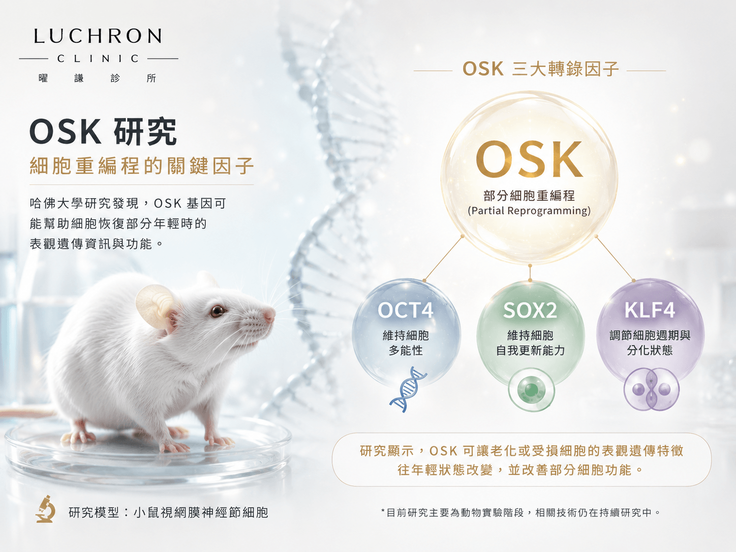 OSK基因與視神經研究示意圖